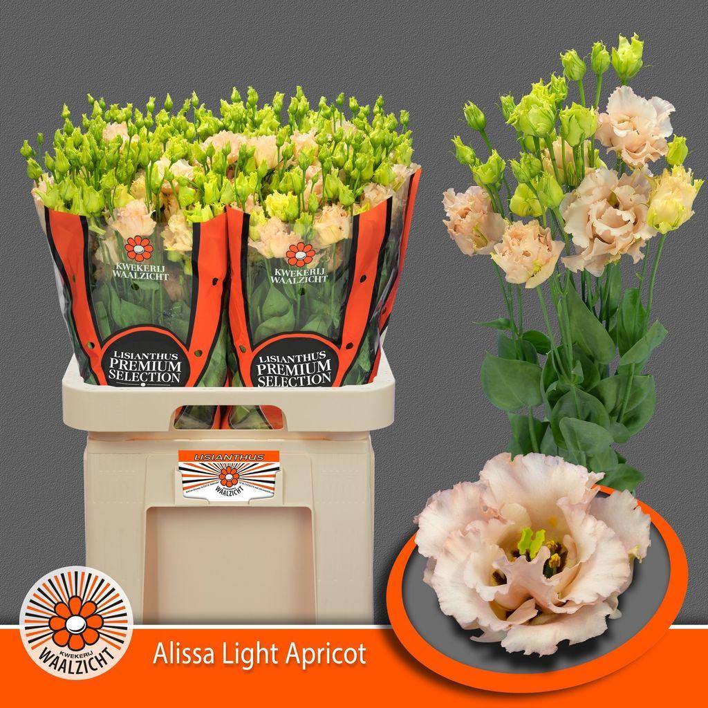 Срезанные цветы оптом Lisianthus do alissa light apricot от 20шт из Голландии с доставкой по России
