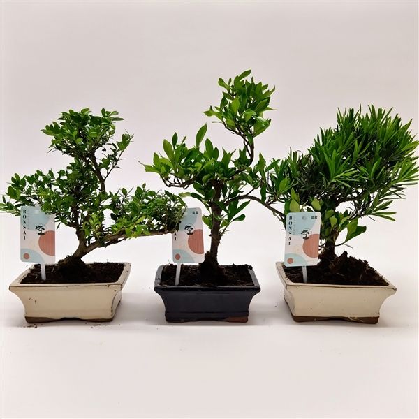 Горшечные цветы и растения оптом Bonsai Mix Outdoor от 8шт из Голландии с доставкой по России