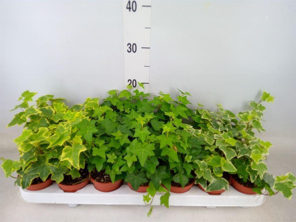 Горшечные цветы и растения оптом Hedera   ...mix от 21шт (для телеги) из Голландии с доставкой по России