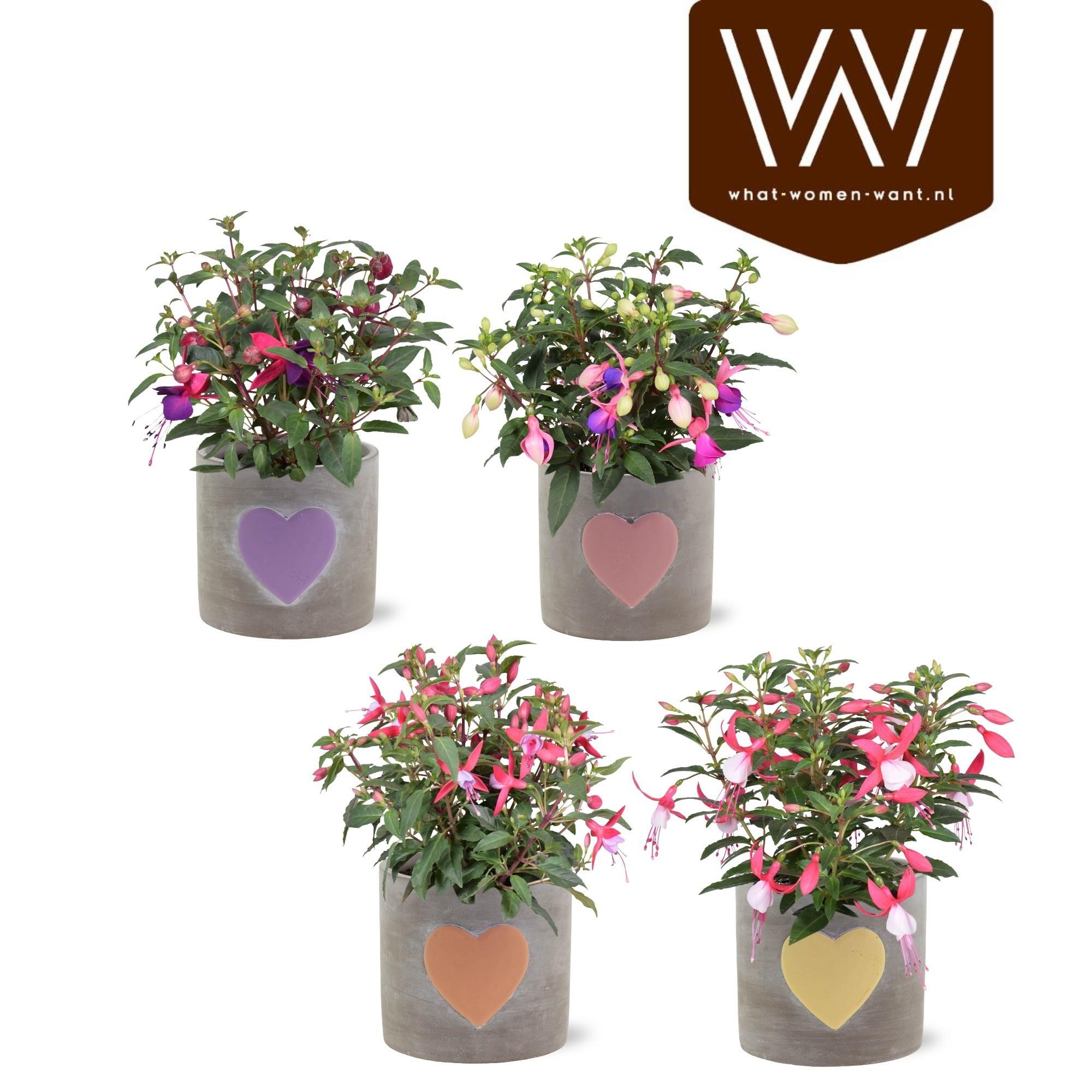 Горшечные цветы и растения оптом Fuchsia B F Gem от 5шт из Голландии с доставкой по России