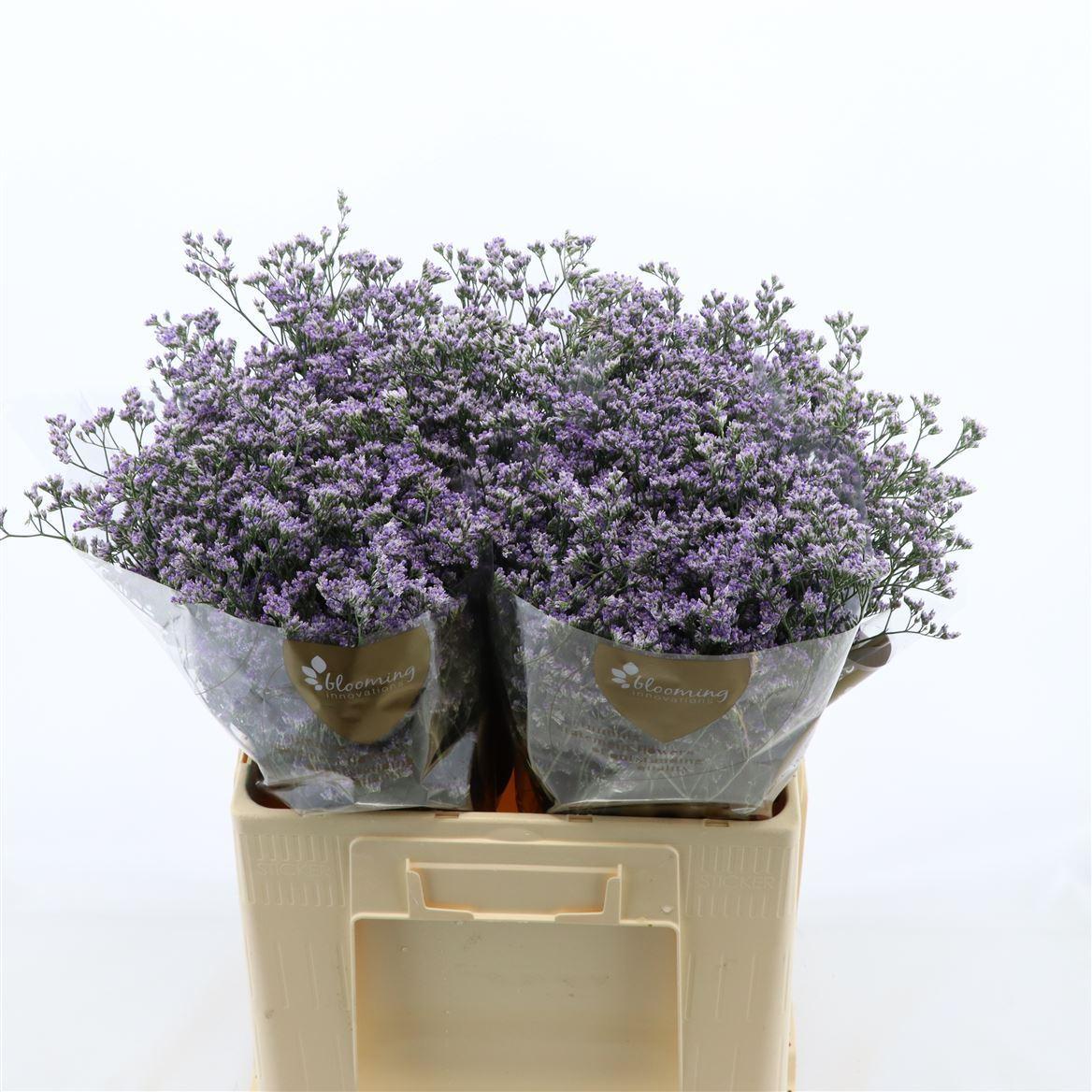 Срезанные цветы оптом Limonium utah blue от 100шт из Голландии с доставкой по России