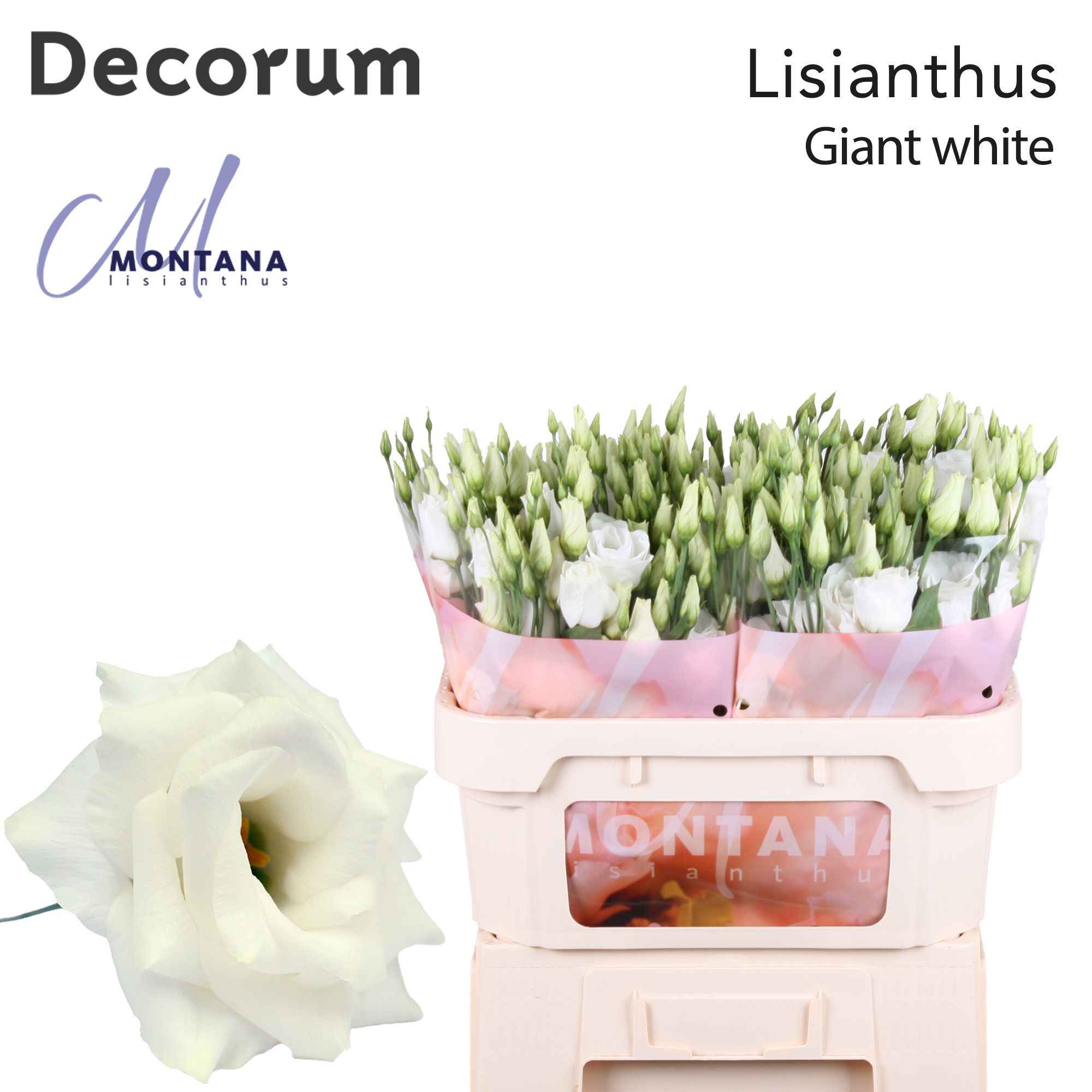 Срезанные цветы оптом Lisianthus do arena giant white от 40шт из Голландии с доставкой по России