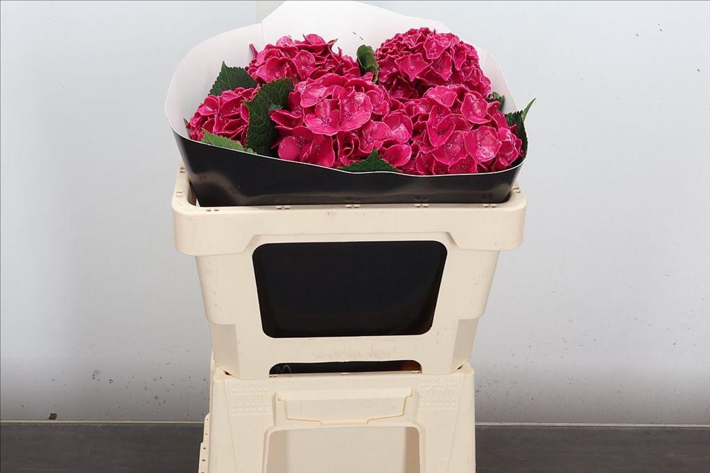 Срезанные цветы оптом Hydrangea wax cerise от 5шт из Голландии с доставкой по России