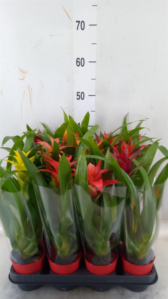 Горшечные цветы и растения оптом Guzmania   ...mix от 11шт из Голландии с доставкой по России