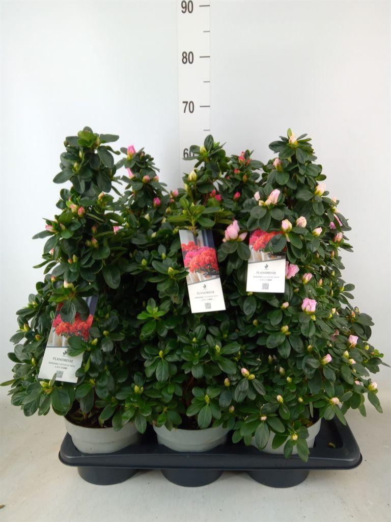 Горшечные цветы и растения оптом Rhododendron Sim.   ...mix от 6шт из Голландии с доставкой по России