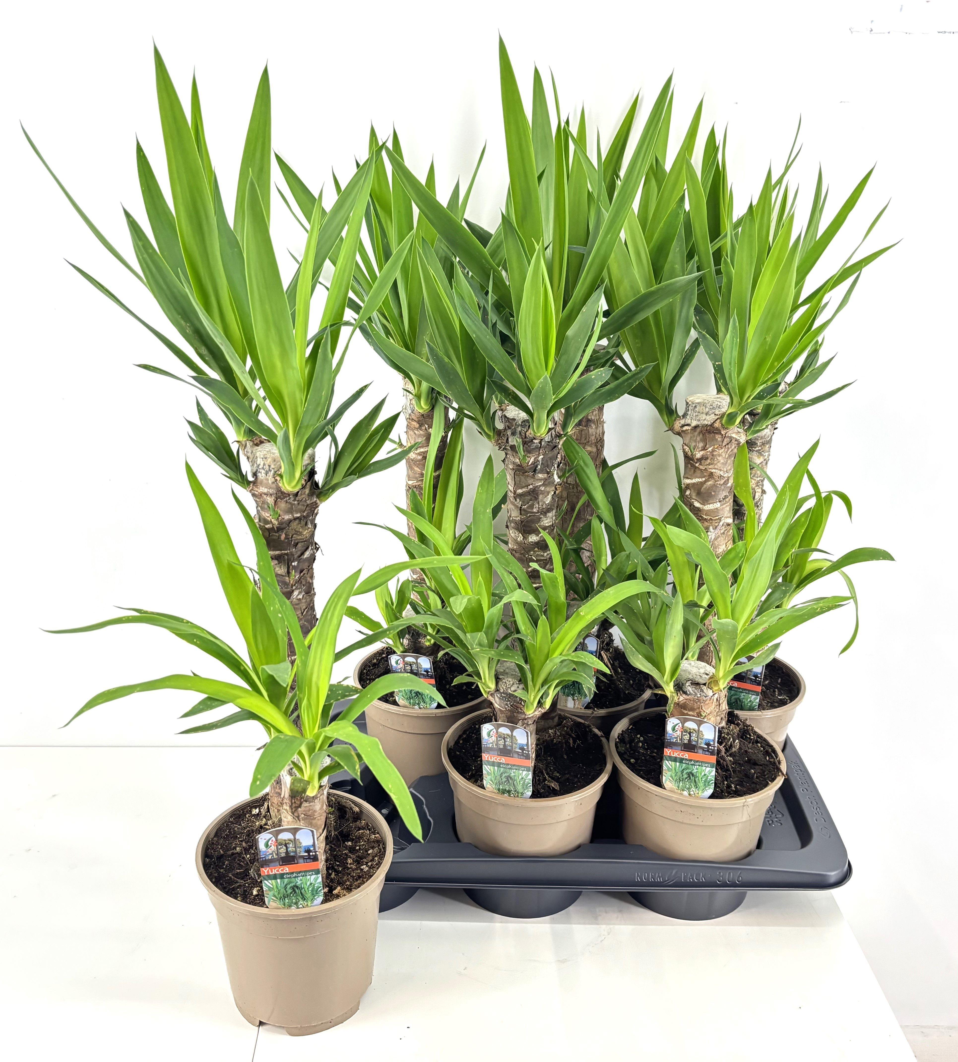 Горшечные цветы и растения оптом Yucca от 6шт из Голландии с доставкой по России