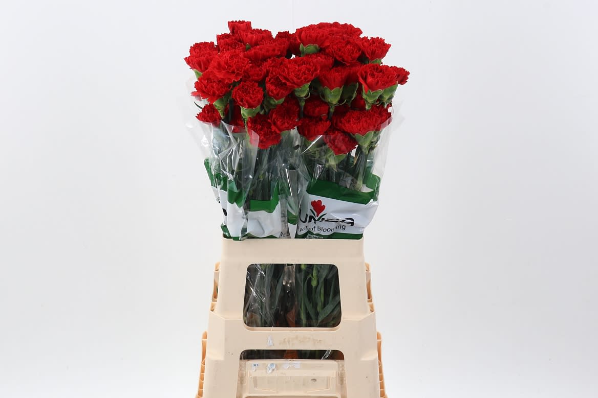 Срезанные цветы оптом Dianthus st molly doppio от 80шт из Голландии с доставкой по России