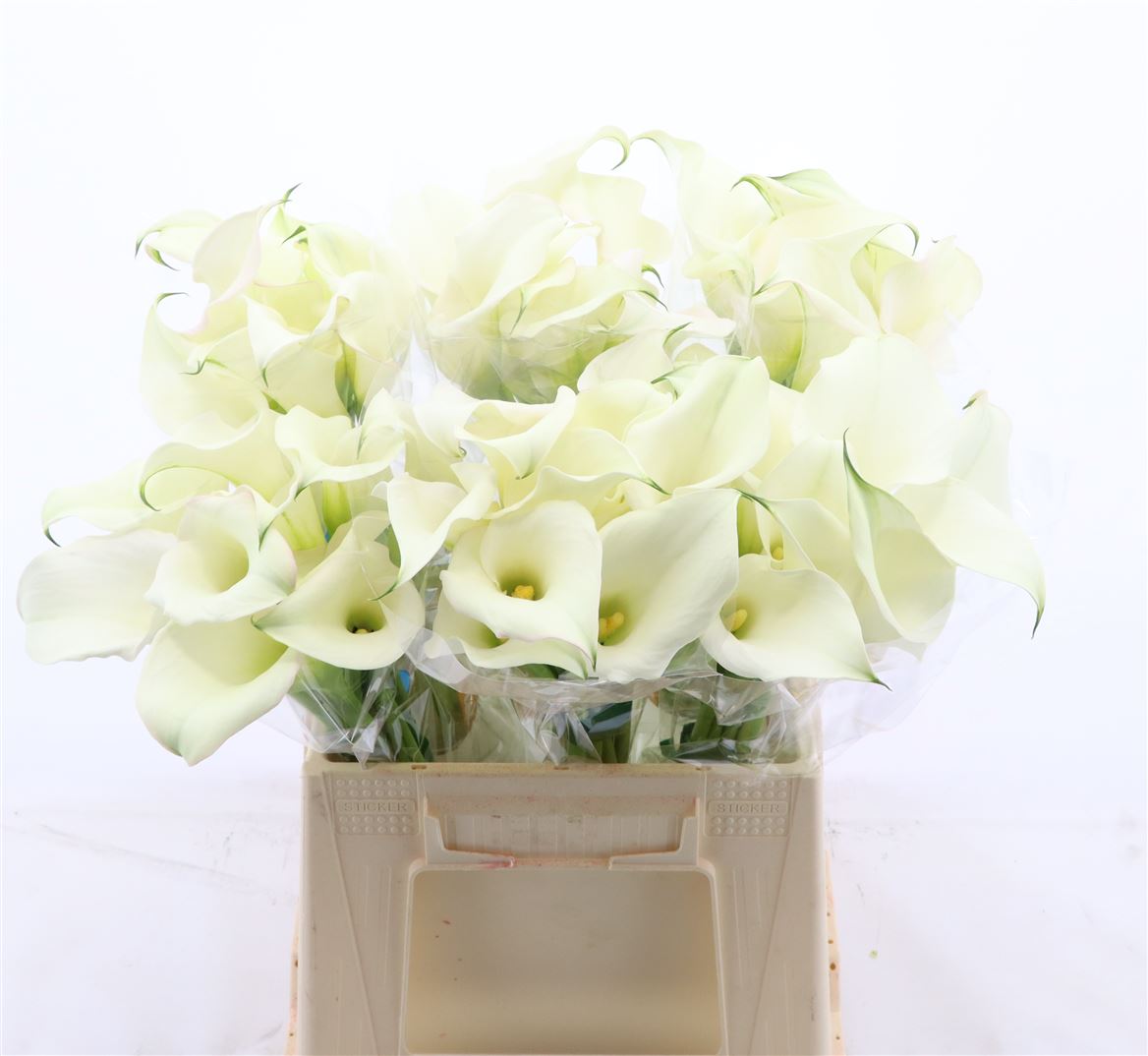 Срезанные цветы оптом Zantedeschia captain ventura от 60шт из Голландии с доставкой по России