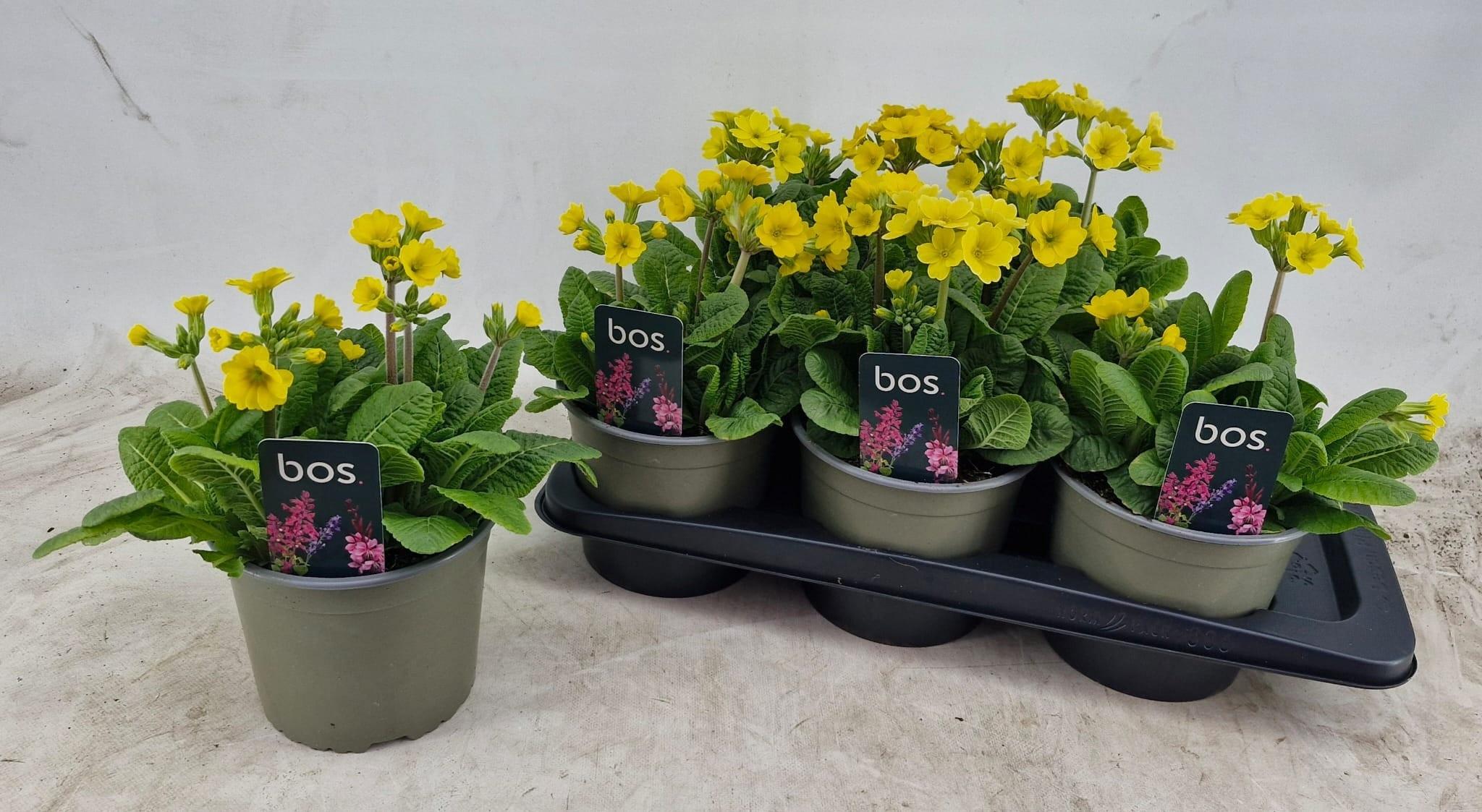 Горшечные цветы и растения оптом Prim El Inara Gold от 6шт из Голландии с доставкой по России