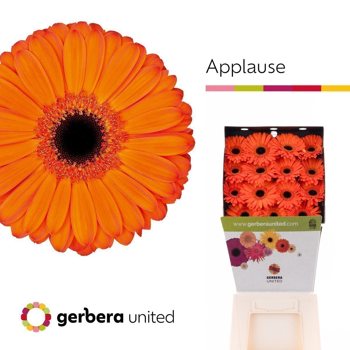 Срезанные цветы оптом Gerbera diamond applause от 45шт из Голландии с доставкой по России
