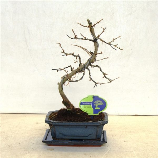 Горшечные цветы и растения оптом Bonsai Ipseudolarix Amabilis 20 Cm Shape With Drip от 5шт из Голландии с доставкой по России