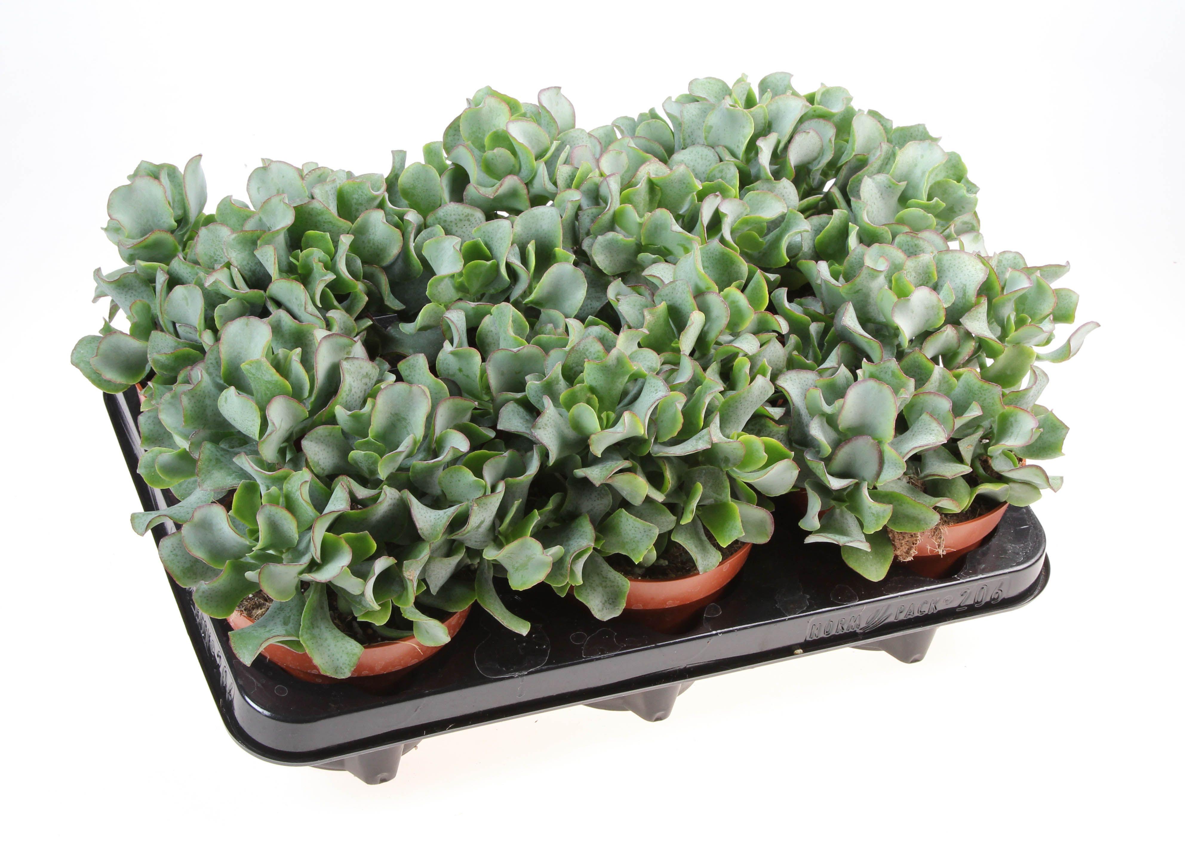 Горшечные цветы и растения оптом Crassula Aborescens от 6шт из Голландии с доставкой по России