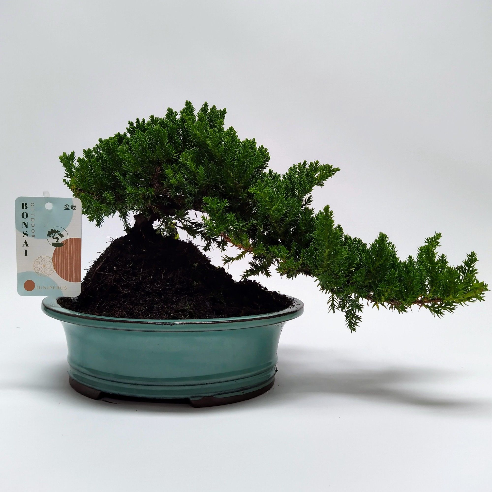 Горшечные цветы и растения оптом Bonsai Juniperus Cascade от 1шт из Голландии с доставкой по России