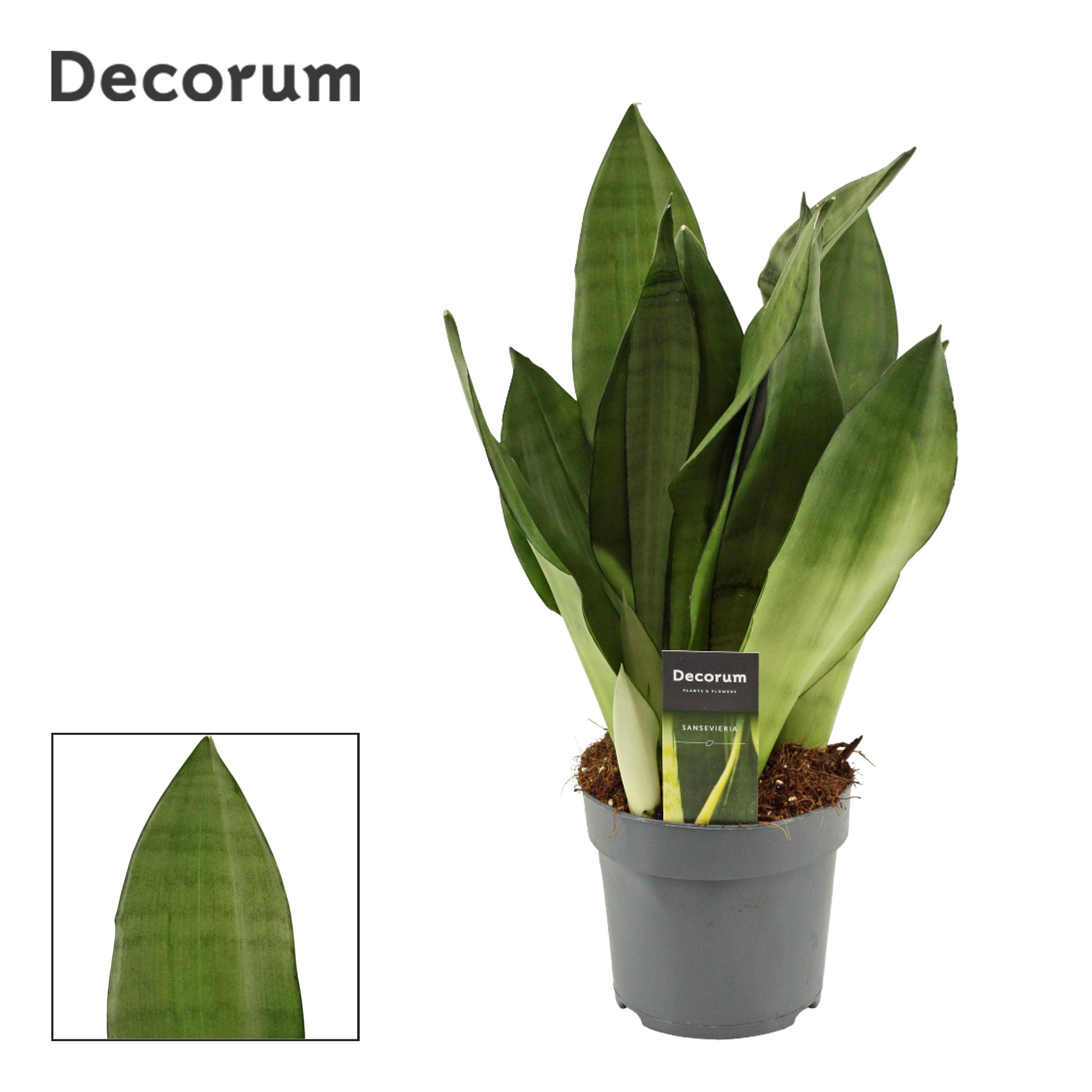 Горшечные цветы и растения оптом Sansevieria Moonshine (decorum) от 7шт из Голландии с доставкой по России