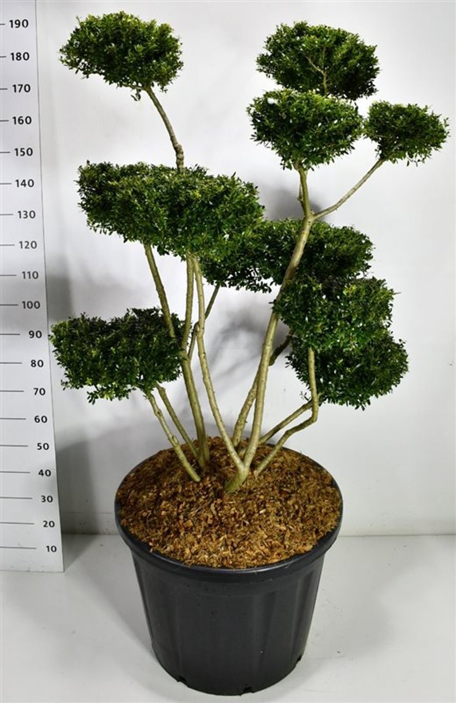Горшечные цветы и растения оптом Ilex Crenata Fructu Luteo от 1шт из Голландии с доставкой по России