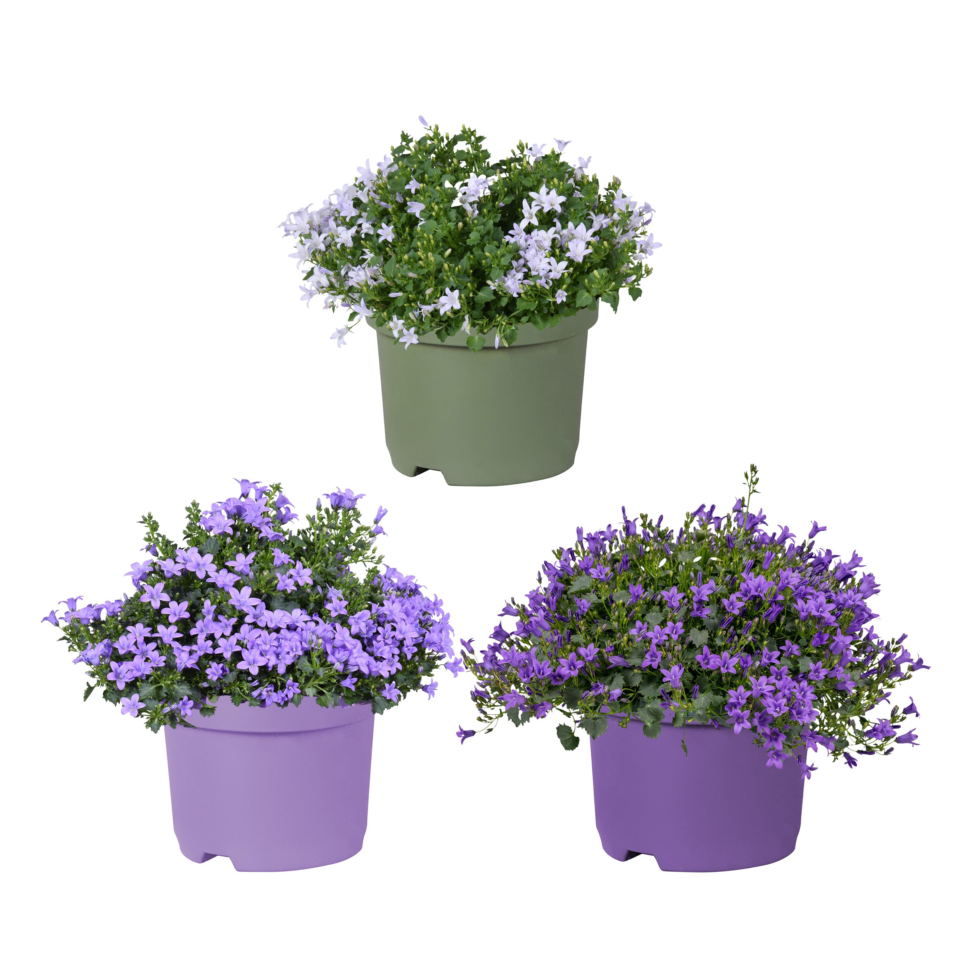 Горшечные цветы и растения оптом Campanula Portenschlagiana Kosea Mix 3 Kleuren от 8шт (для телеги) из Голландии с доставкой по России