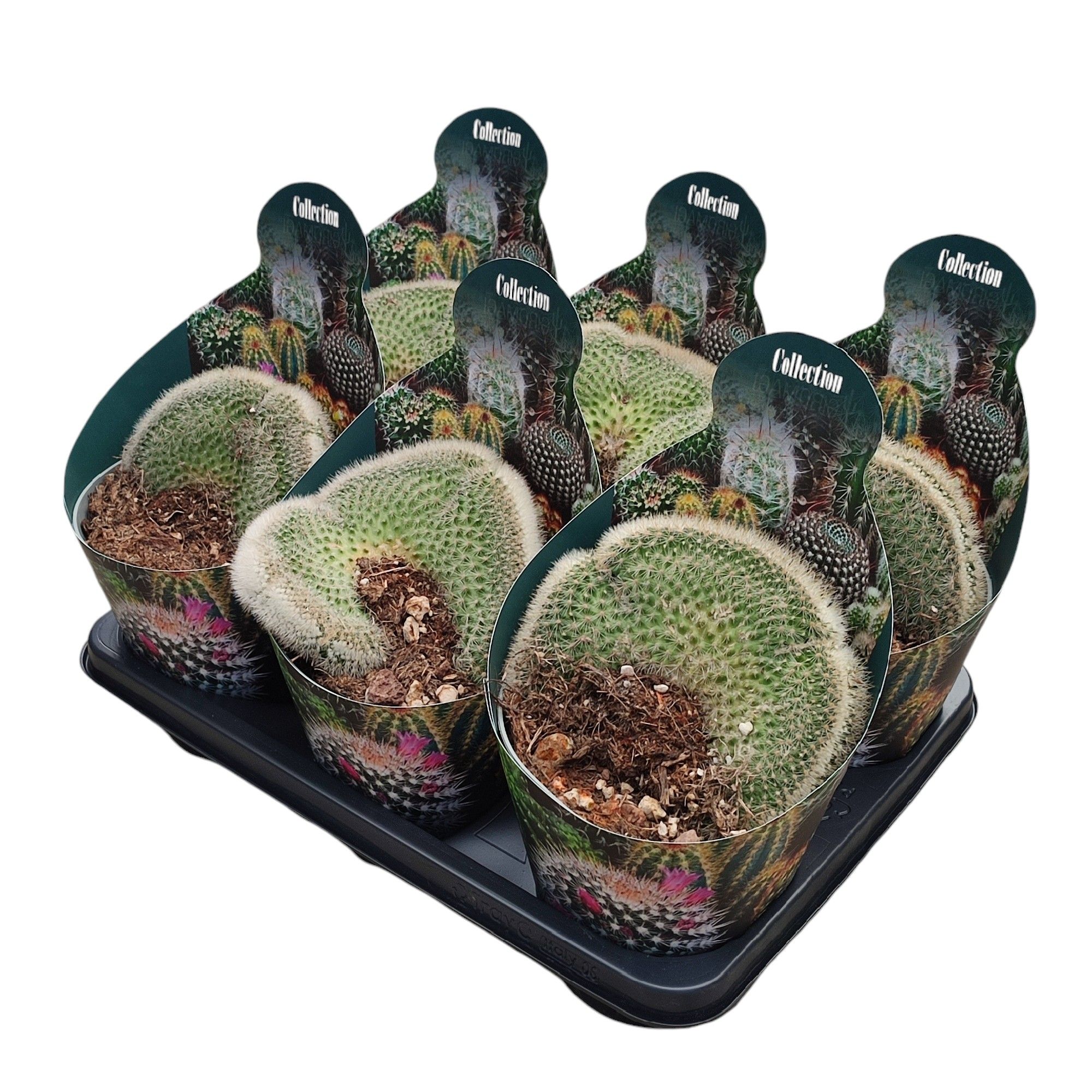 Горшечные цветы и растения оптом Mammillaria Pilcayensis Crested Potcover от 6шт из Голландии с доставкой по России