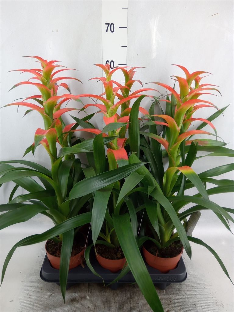 Горшечные цветы и растения оптом Guzmania Wittmackii   ...red от 6шт из Голландии с доставкой по России