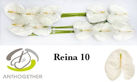 Срезанные цветы оптом Anthurium reina 294 от 24шт. из Голландии с доставкой по России