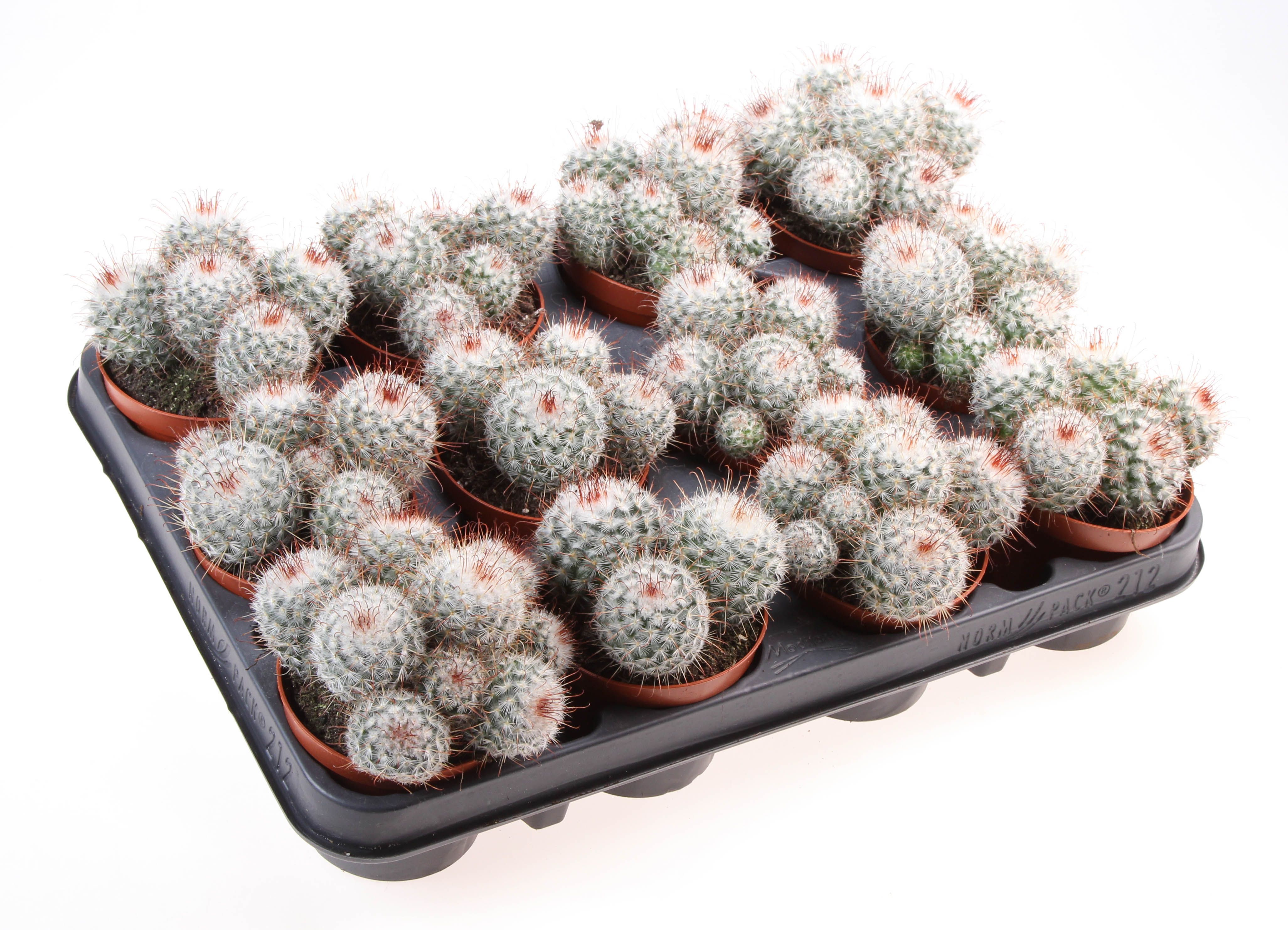 Горшечные цветы и растения оптом Mammillaria Bombycina от 12шт (для телеги) из Голландии с доставкой по России