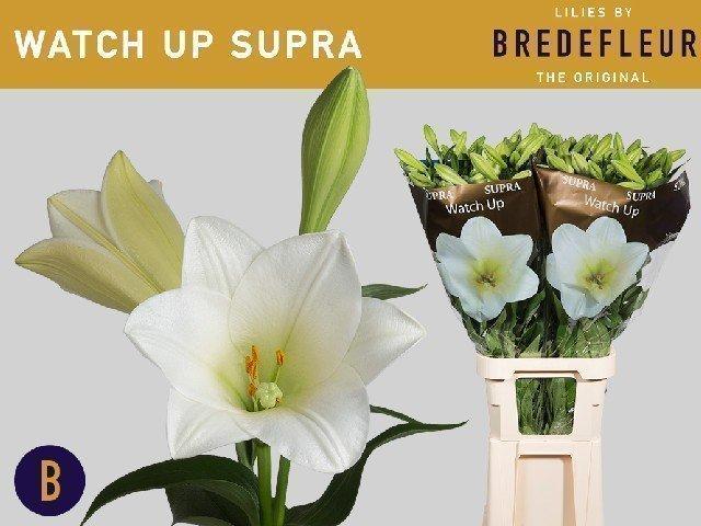 Срезанные цветы оптом Lilium lo watch up Supra от 50шт. из Голландии с доставкой по России