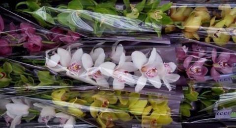 Срезанные цветы оптом Cymbidium mix от 9шт. из Голландии с доставкой по России