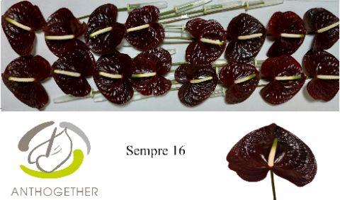 Срезанные цветы оптом Anthurium sempre от 12шт. из Голландии с доставкой по России