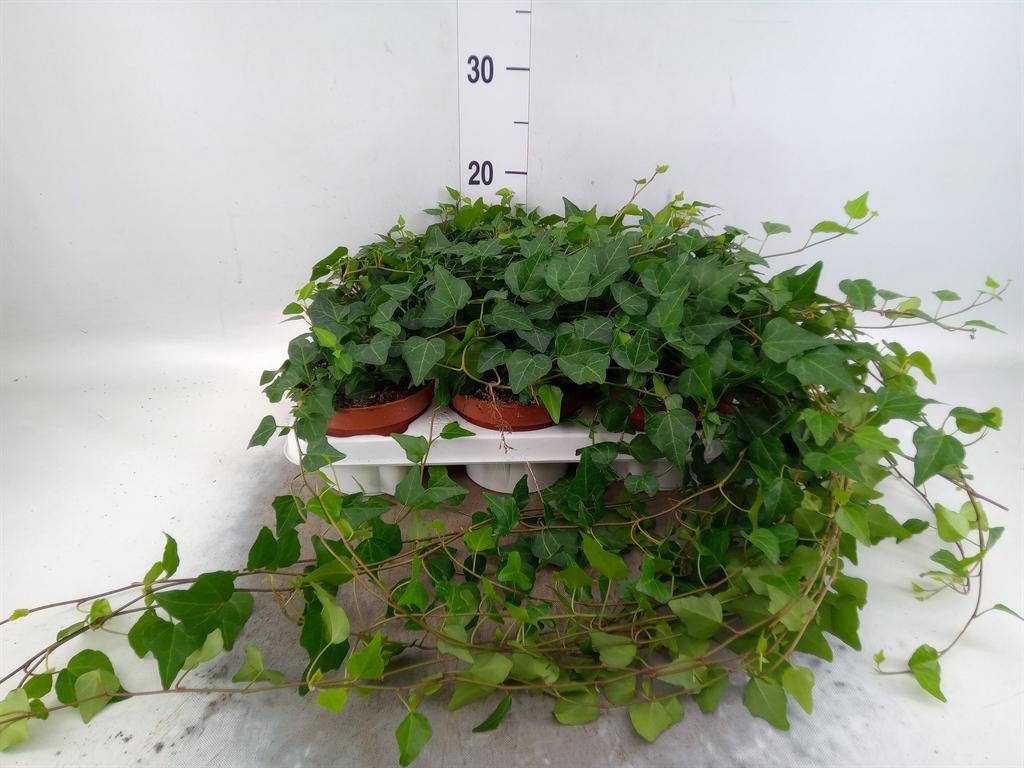 Горшечные цветы и растения оптом Hedera   ...variegated от 18шт (для телеги) из Голландии с доставкой по России