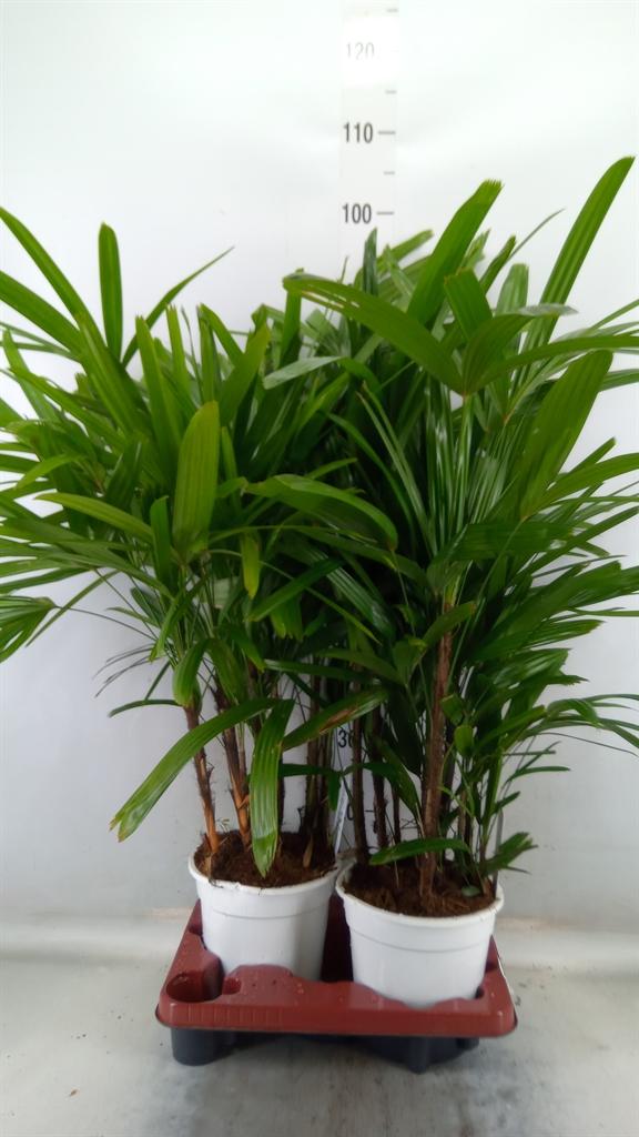 Горшечные цветы и растения оптом Rhapis Excelsa от 2шт из Голландии с доставкой по России