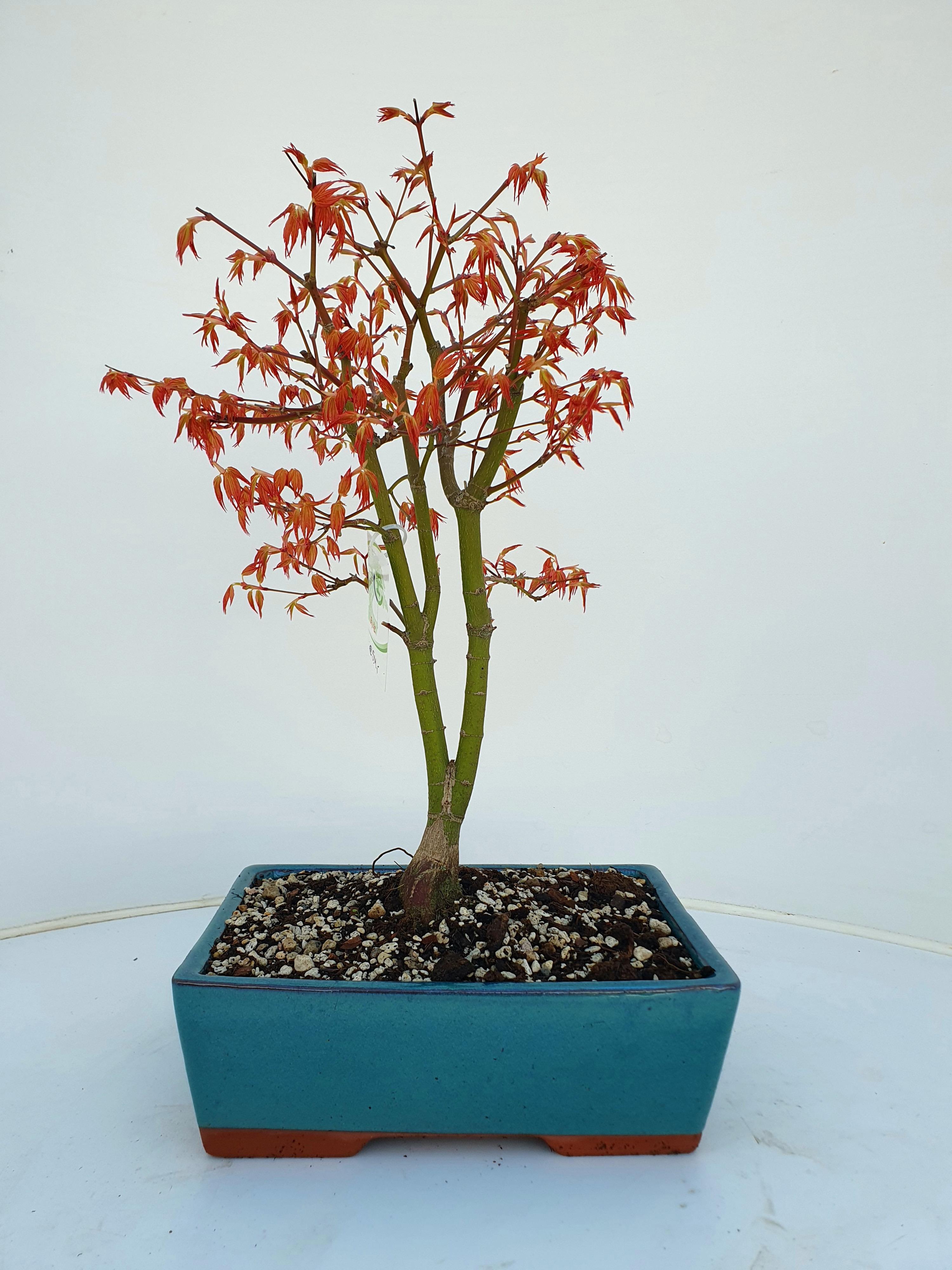 Горшечные цветы и растения оптом Acer Palmatum Katsura, от 2шт из Голландии с доставкой по России