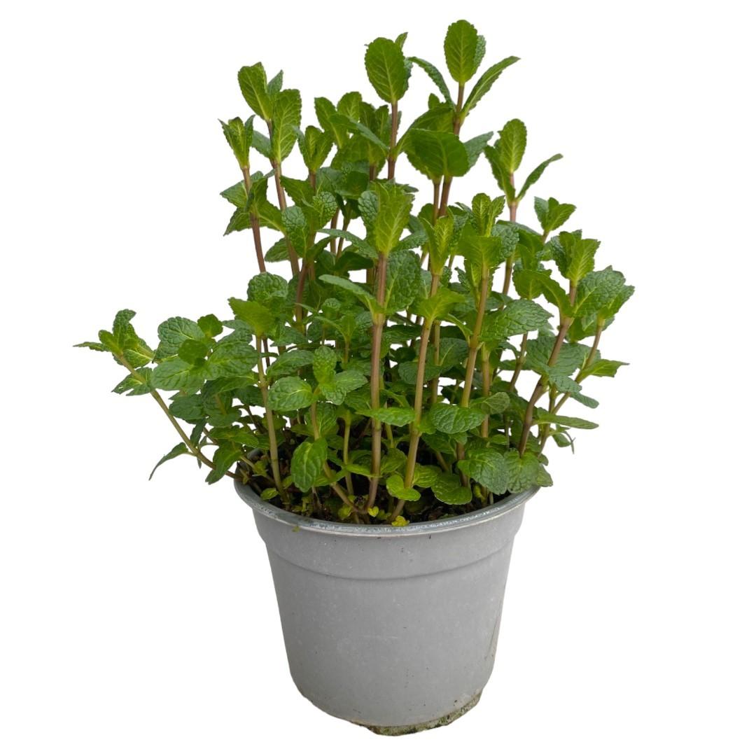 Горшечные цветы и растения оптом Mentha Spicata от 10шт из Голландии с доставкой по России