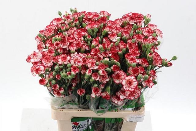 Срезанные цветы оптом Dianthus sp minuetto hf от 100шт из Голландии с доставкой по России