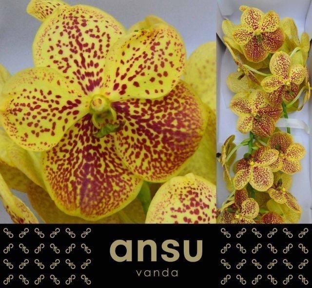 Срезанные цветы оптом Vanda sunanda banana spots от 16шт из Голландии с доставкой по России
