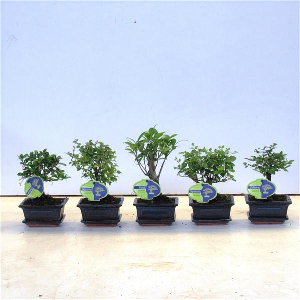 Горшечные цветы и растения оптом Bonsai Mix, Indoor, With Drip от 12шт из Голландии с доставкой по России