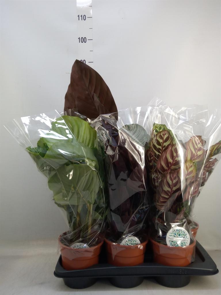 Горшечные цветы и растения оптом Calathea Roseopicta   ...mix от 6шт из Голландии с доставкой по России