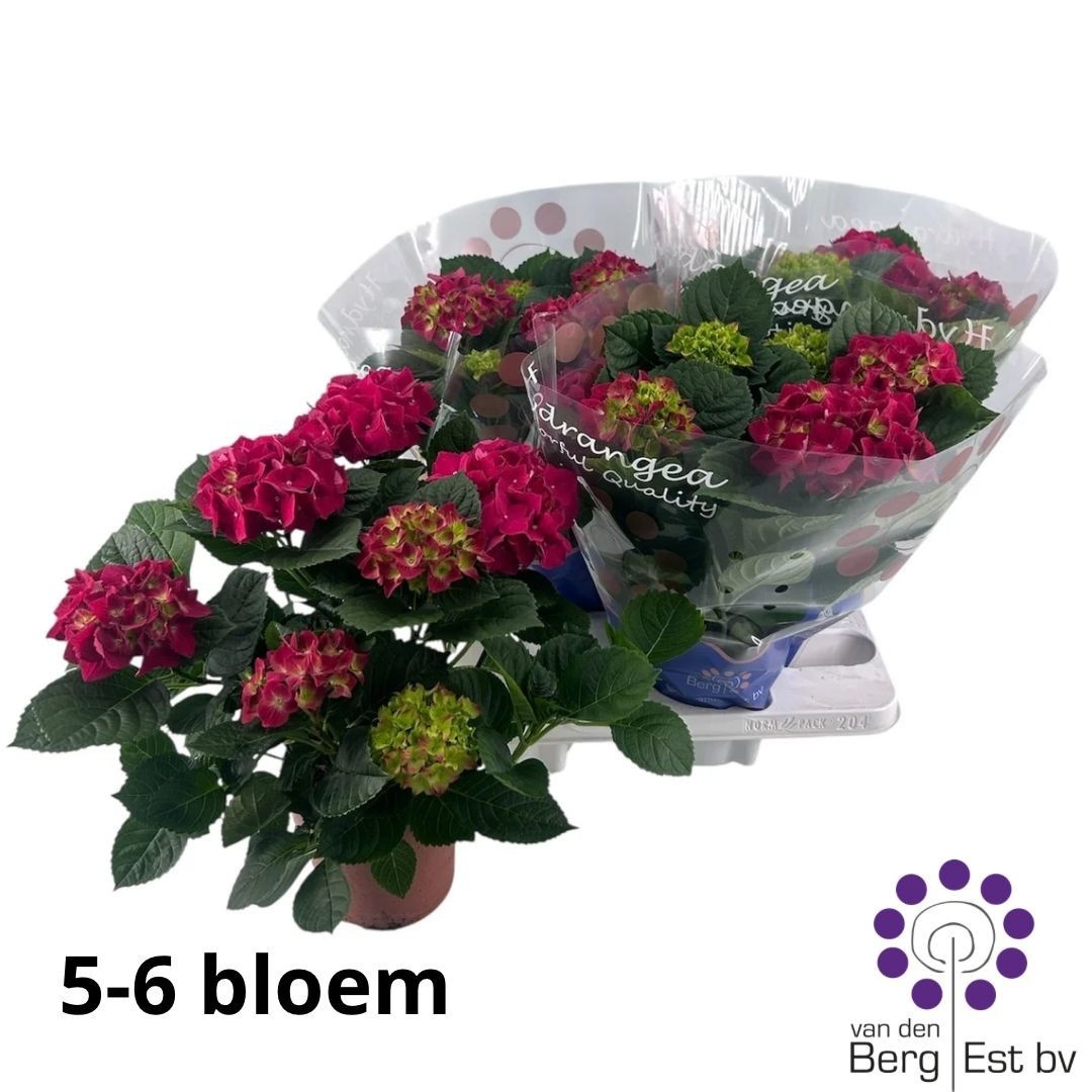 Горшечные цветы и растения оптом Hydr M Speedy Red от 4шт из Голландии с доставкой по России