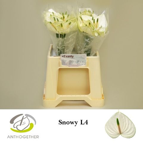 Срезанные цветы оптом Anthurium snowy от 40шт из Голландии с доставкой по России