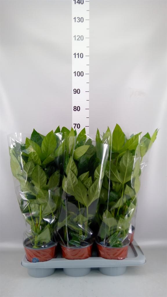 Горшечные цветы и растения оптом Fatsia Japonica ... от 6шт из Голландии с доставкой по России