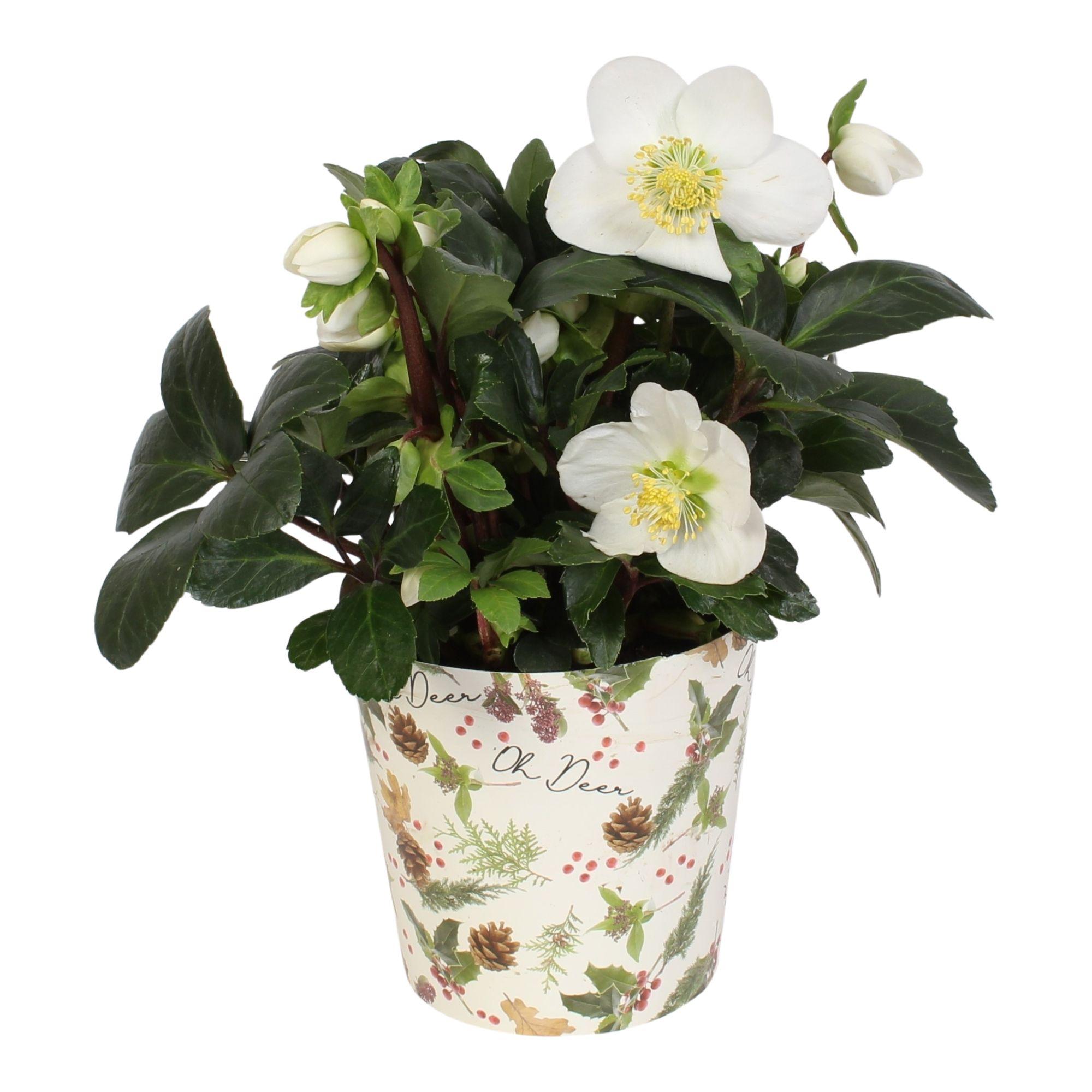 Горшечные цветы и растения оптом Helleborus N. Christmas Carol In Pot Oh Deer от 6шт из Голландии с доставкой по России