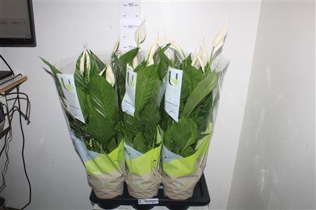 Горшечные цветы и растения оптом Spath Vivaldi 5+ от 6шт из Голландии с доставкой по России