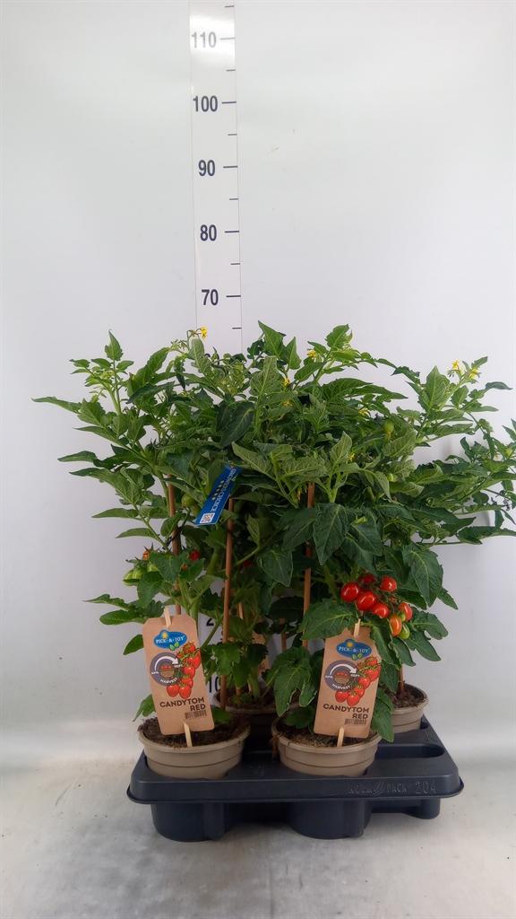 Горшечные цветы и растения оптом Solanum Lycopersicum ... от 4шт из Голландии с доставкой по России Горшечные цветы и растения оптом Solanum Lycopersicum ... от 4шт из Голландии с доставкой по России