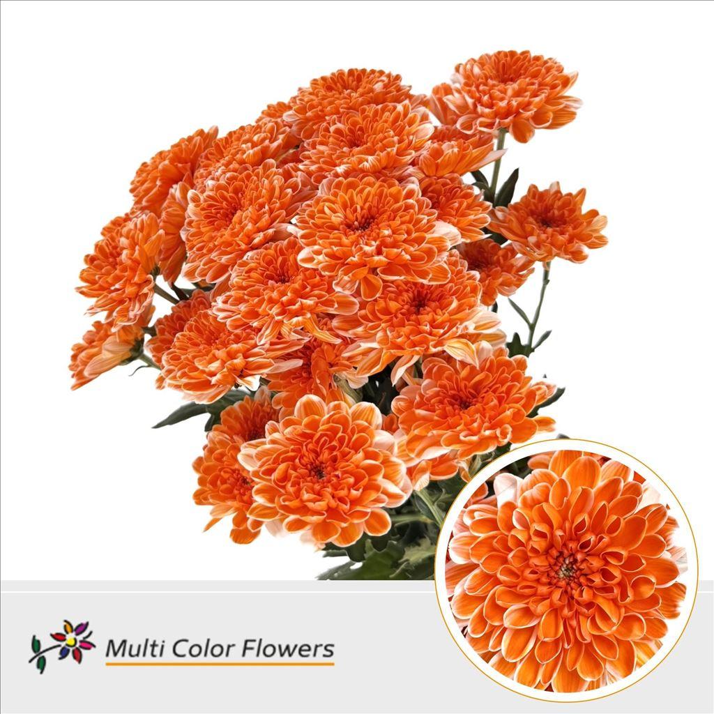 Срезанные цветы оптом Chrys sp paint altaj orange от 40шт из Голландии с доставкой по России