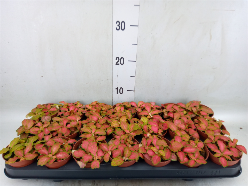 Горшечные цветы и растения оптом Fittonia   ... от 21шт (для телеги) из Голландии с доставкой по России