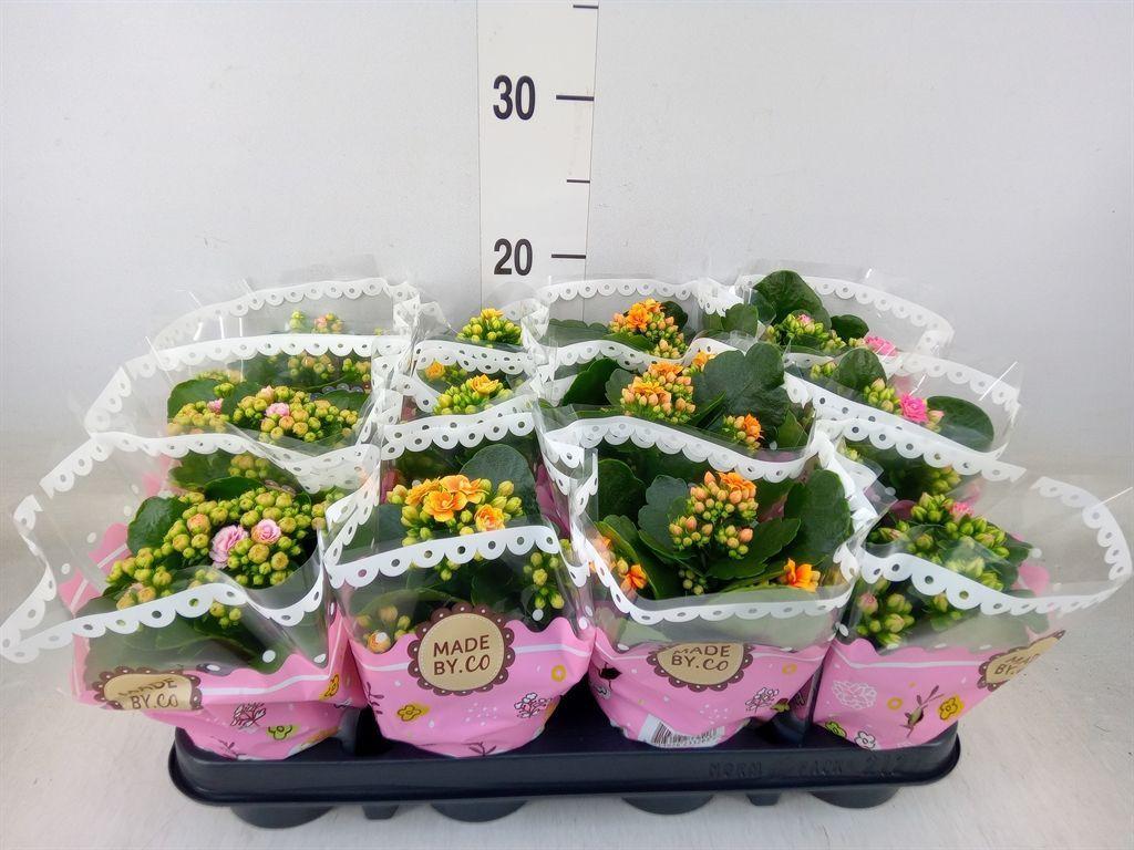 Горшечные цветы и растения оптом Kalanchoe Blos.   ..mix от 12шт (для телеги) из Голландии с доставкой по России