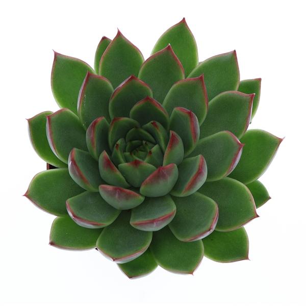 Горшечные цветы и растения оптом Echeveria Costarii от 12шт (для телеги) из Голландии с доставкой по России