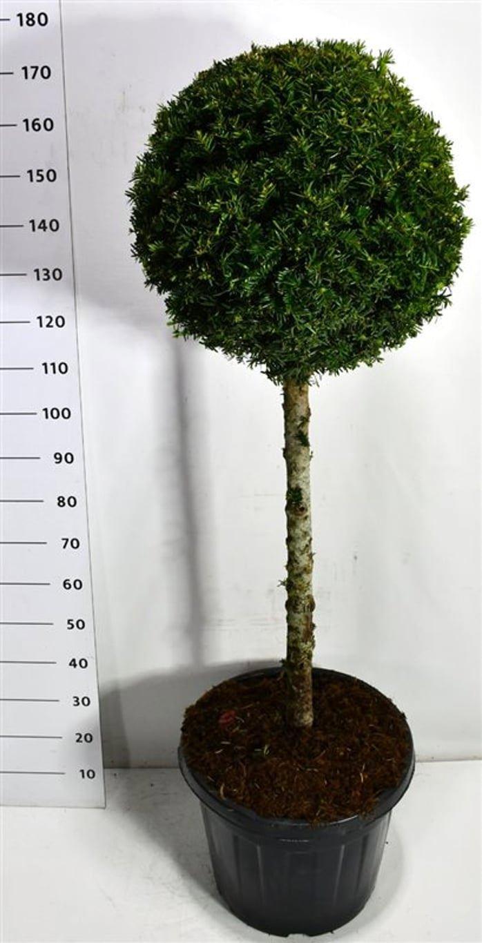 Горшечные цветы и растения оптом Taxus Baccata On Stem от 1шт из Голландии с доставкой по России