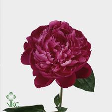 Срезанные цветы оптом Paeonia red sarah bernhardt от 80шт из Голландии с доставкой по России