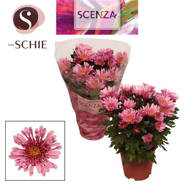 Горшечные цветы и растения оптом Chrys Anemona Pink (scenza) от 8шт из Голландии с доставкой по России