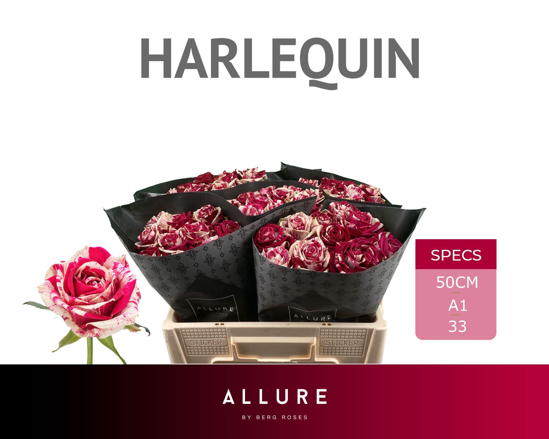 Срезанные цветы оптом Rosa large harlequin от 50шт из Голландии с доставкой по России