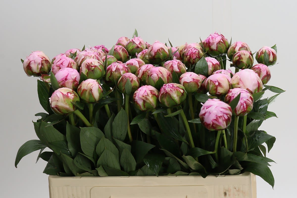 Срезанные цветы оптом Paeonia sarah bernhardt от 50шт. из Голландии с доставкой по России